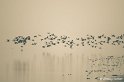 b07_Lac du Der-034_GF